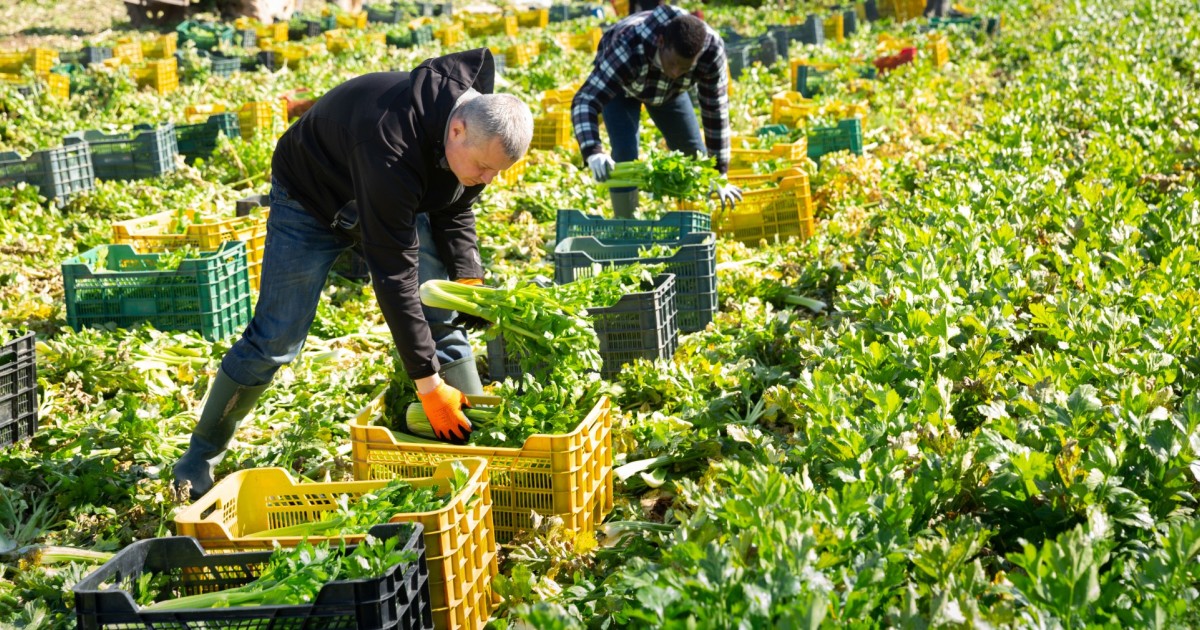 How to achieve the agro-ecological transition ? | terra nova